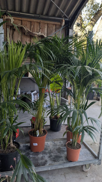 ARECA-PALMIER