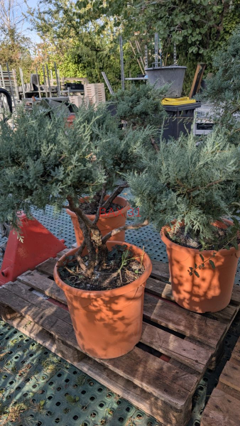 BONSAI-JUNIPERUS