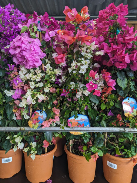 BOUGAINVILLIER-PYRAMIDE-2