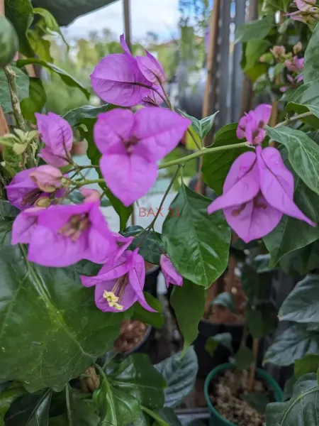 BOUGAINVILLIER-VIOLET-DE-MEZE-2