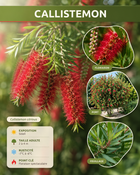 CALLISTEMON-ROUGE-PUB