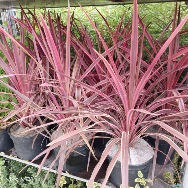 CORDYLINE-CHERRY-SENSATION-3