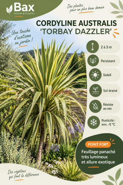 CORDYLINE-TORBAY-DAZZLER-pub