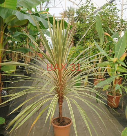 CORDYLINE-TORBAY-DAZZLER
