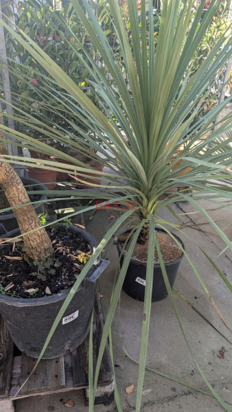 DRACAENA