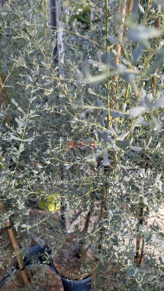 EUCALYPTUS-BABY-BLUE