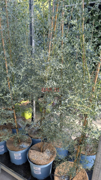 EUCALYPTUS-FRANCE-BLEU-2