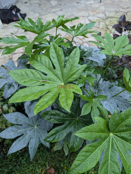 FATSIA-JAPONICA-19E50
