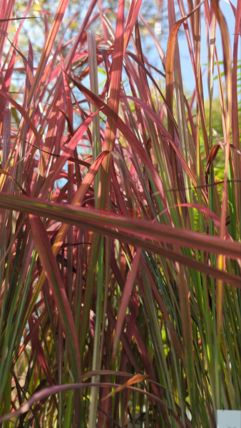 IMPERATA-RED-BARON-12E50