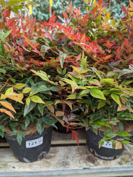NANDINA-GULF-STREAM-2