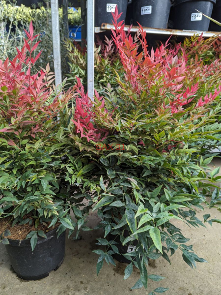 NANDINA-OBSESSED-SEILHA-COMPACTA
