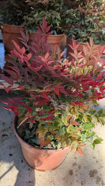 NANDINA-OBSESSED