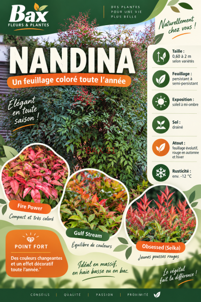 NANDINA