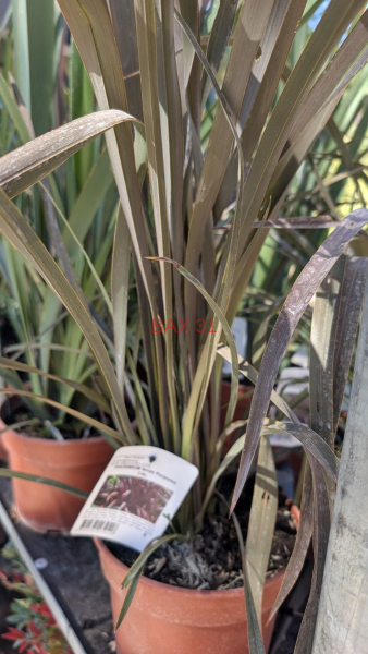 PHORMIUM-1