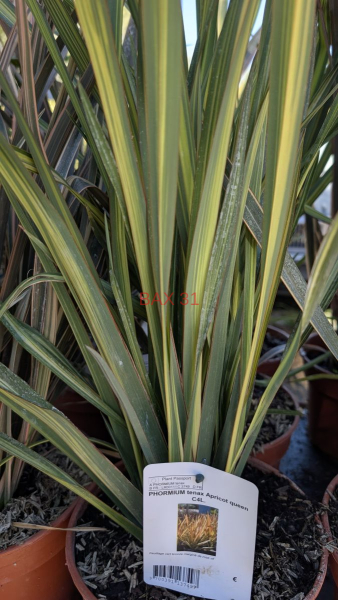 PHORMIUM-2