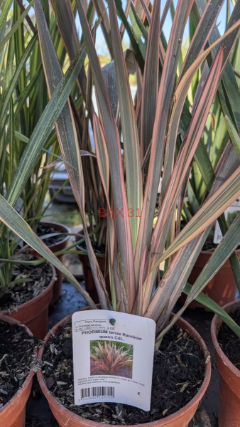 PHORMIUM-3