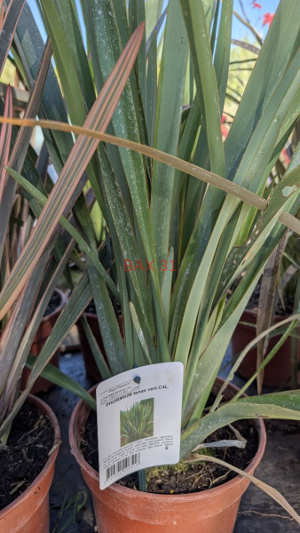 PHORMIUM-4
