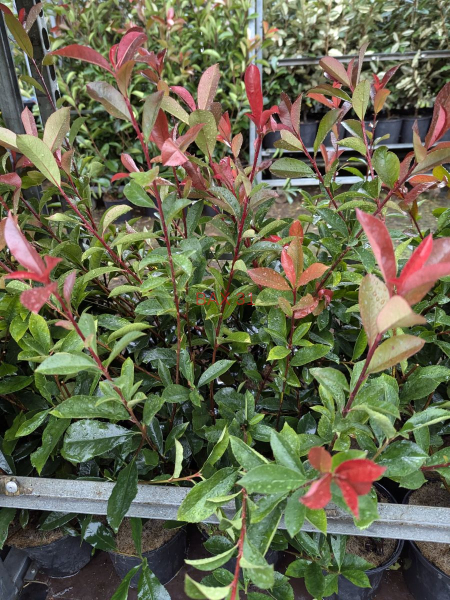 PHOTINIA-RED-SELECT-3L-8E50