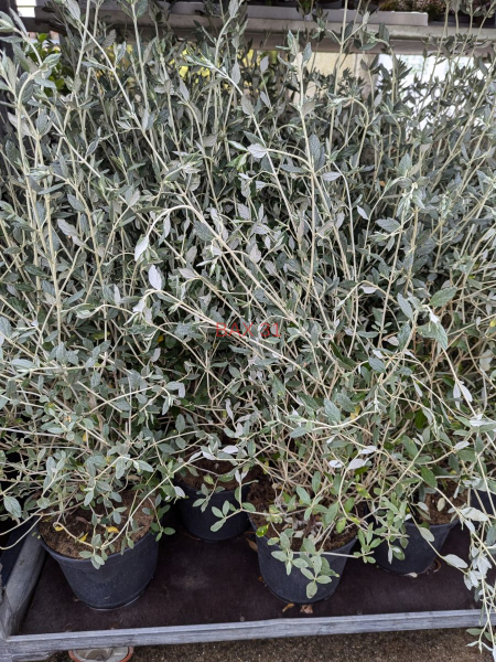 TEUCRIUM-2-3