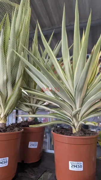 YUCCA-GLORIOSA
