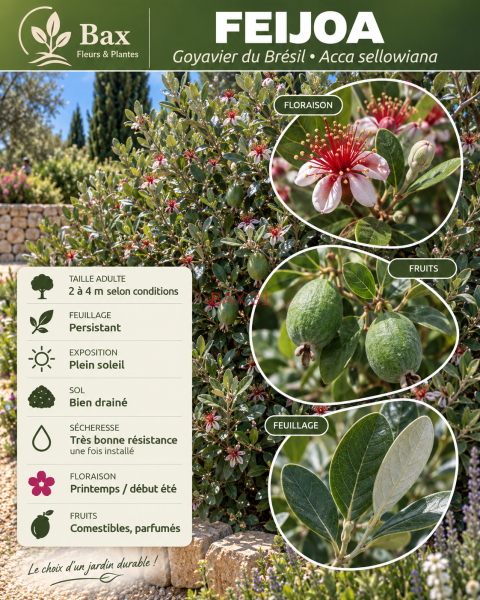 feijoa