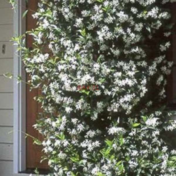 jasmin