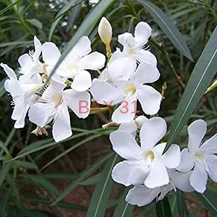laurier-rose-blanc