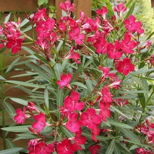 laurier-rose-rouge