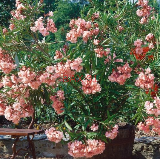 laurier-rose-saumon