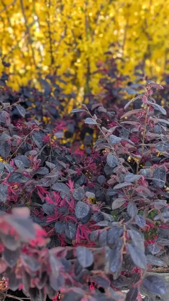 loropetalum-piper-red-14E50