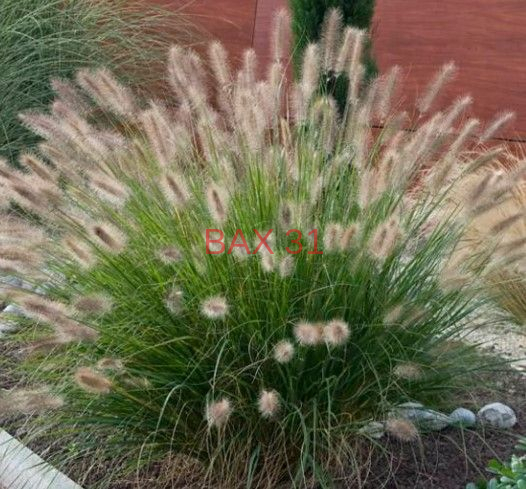 pennisetum-alopecuroide