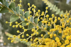 ACACIA-CULTRIFORMIS-MIMOSA-COUTEAU-1