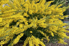 ACACIA-CULTRIFORMIS-MIMOSA-COUTEAU-3