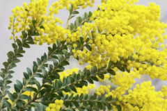 ACACIA-CULTRIFORMIS-MIMOSA-COUTEAUX