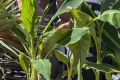 BANANIER-MUSA-ET-LOTUS-D-OR BANANIER-MUSA-ET-LOTUS-D-OR