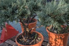 BONSAI-JUNIPERUS