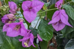 BOUGAINVILLIER-VIOLET-DE-MEZE-2