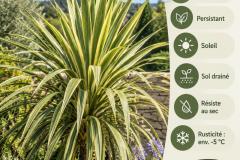 CORDYLINE-TORBAY-DAZZLER-pub