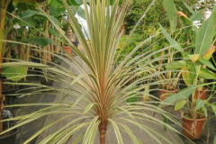 CORDYLINE-TORBAY-DAZZLER