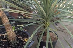 DRACAENA DRACAENA