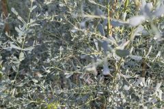 EUCALYPTUS-BABY-BLUE