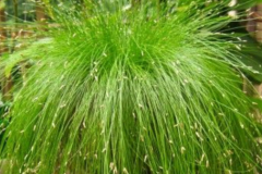 GRAMINEES-ISOLEPSIS