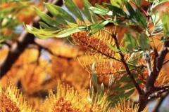 GREVILEA-ROBUSTA