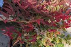 NANDINA-OBSESSED NANDINA-OBSESSED