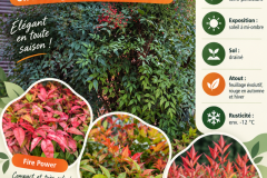 NANDINA