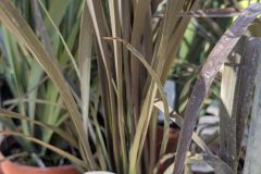 PHORMIUM-1 PHORMIUM-1