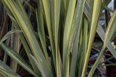 PHORMIUM-2 PHORMIUM-2