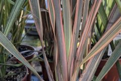 PHORMIUM-3 PHORMIUM-3