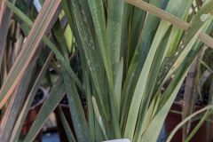 PHORMIUM-4 PHORMIUM-4