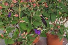 TIBOUCHINA-7